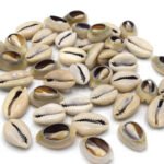 100pcs pkg., Natural Grayish Slice Cut Cowrie Shell Bead for Jewellery Making and Beading